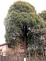 楠木の大木