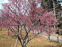 隣接する長岡公園の梅の木