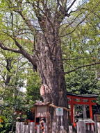 大阪市指定保存樹の銀杏