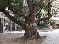 難波神社境内のくすの木