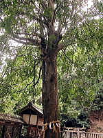 天然記念物ナギの木
