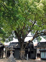 樟本神社クスノキ（木の本）