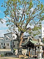関目神社境内に聳える榎木