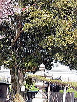 帝釈寺ヤマモモの木