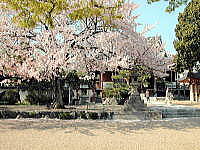 帝釈寺境内の櫻