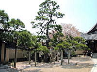 大空寺境内松の木