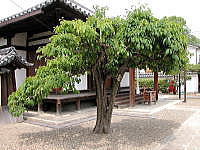 道明寺境内かりんの古木