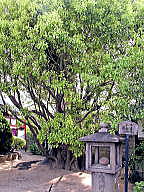 極楽寺境内の楠