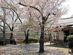 邸内の桜