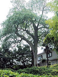 田中家屋敷跡の椋の木
