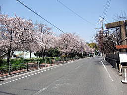 櫻宮に面した道路