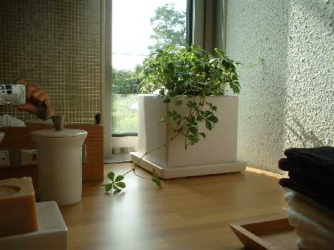 観葉植物のある部屋　モデルルーム　モデルハウス