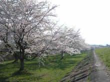 雫石川の桜並木