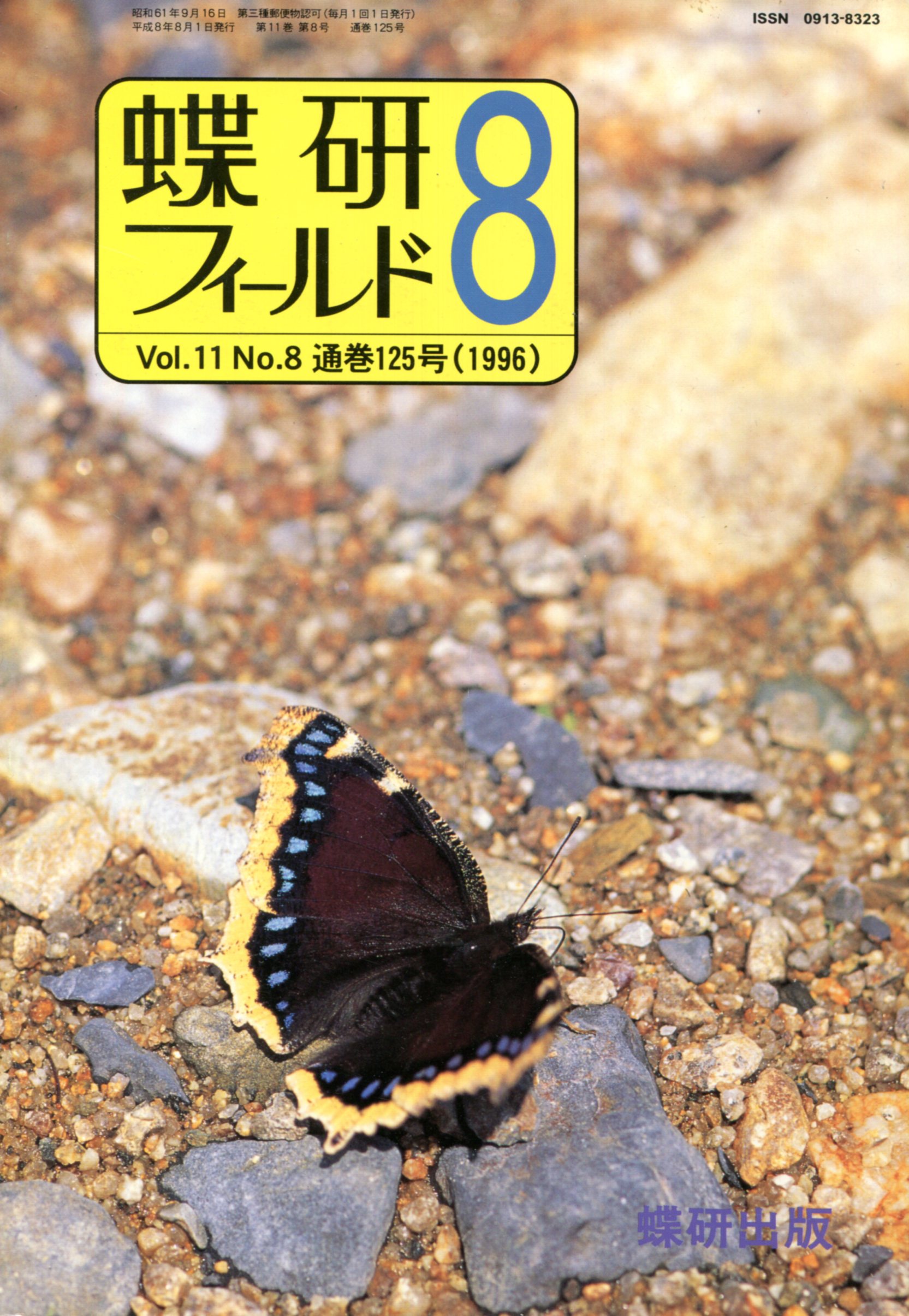 蝶標本｠山梨県産 チャマダラセセリ ２♂ （表＆裏展翅）-