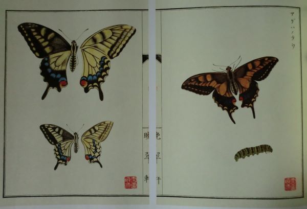 から厳選した レア！Butterflies 蝶 1971年 昆虫 レア！Butterflies 